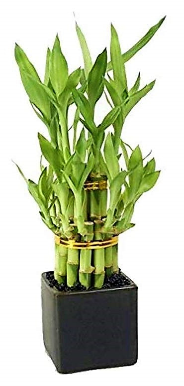 Lucky Bamboo Steps, Dracaena Sanderiana - www.FOP.ae Buy online Best and Healthy Plants and quality products guarantee in Dubai Plants Shop in Dubai Abu Dhabi all over UAE Plants near me Fresh Plants in Dubai where to buy plants in UAE - FOP.ae
