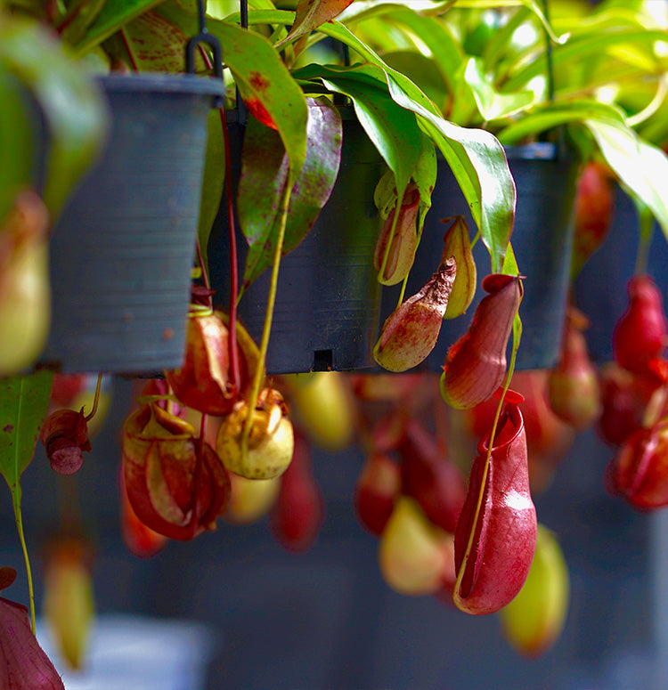 Monkey Jar , Nepenthes big - www.FOP.ae Buy online Best and Healthy Plants and quality products guarantee in Dubai Plants Shop in Dubai Abu Dhabi all over UAE Plants near me Fresh Plants in Dubai where to buy plants in UAE - FOP.ae