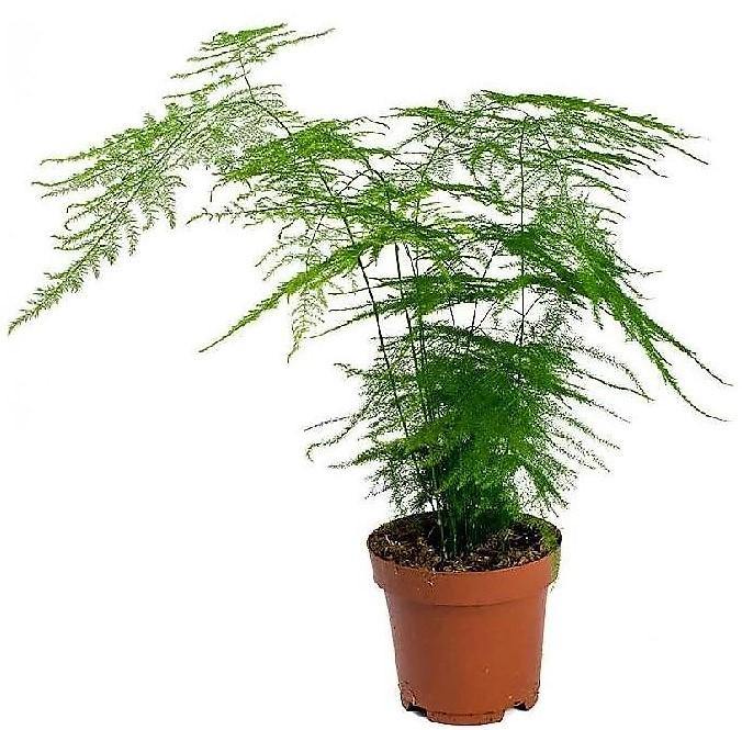 Asparagus Setaceus - www.FOP.ae Buy online Best and Healthy Plants and quality products guarantee in Dubai Plants Shop in Dubai Abu Dhabi all over UAE Plants near me Fresh Plants in Dubai where to buy plants in UAE - FOP.ae