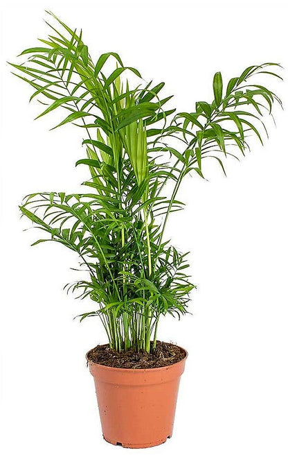 Parlour Palm, Bamboo Palm, Chamaedorea elegans - www.FOP.ae Buy online Best and Healthy Plants and quality products guarantee in Dubai Plants Shop in Dubai Abu Dhabi all over UAE Plants near me Fresh Plants in Dubai where to buy plants in UAE - FOP.ae