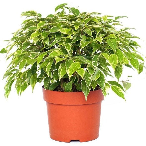 Ficus Benjamina, Kinky - www.FOP.ae Buy online Best and Healthy Plants and quality products guarantee in Dubai Plants Shop in Dubai Abu Dhabi all over UAE Plants near me Fresh Plants in Dubai where to buy plants in UAE - FOP.ae