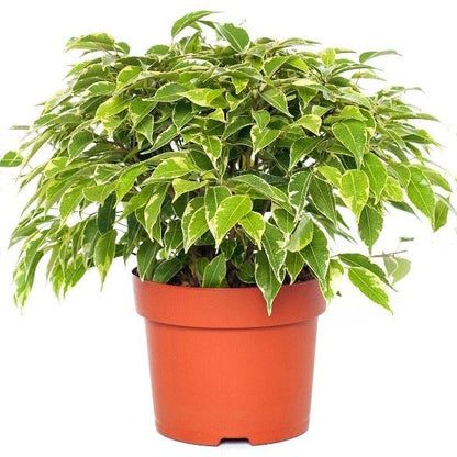Ficus Benjamina, Kinky - www.FOP.ae Buy online Best and Healthy Plants and quality products guarantee in Dubai Plants Shop in Dubai Abu Dhabi all over UAE Plants near me Fresh Plants in Dubai where to buy plants in UAE - FOP.ae