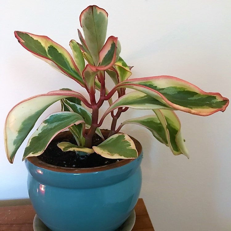 Peperomia Ginny or Tricolor Peperomia - www.FOP.ae Buy online Best and Healthy Plants and quality products guarantee in Dubai Plants Shop in Dubai Abu Dhabi all over UAE Plants near me Fresh Plants in Dubai where to buy plants in UAE - FOP.ae