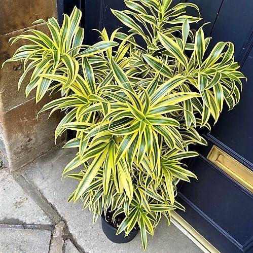 Dracaena Reflexa, Song of India, Pleomele - www.FOP.ae Buy online Best and Healthy Plants and quality products guarantee in Dubai Plants Shop in Dubai Abu Dhabi all over UAE Plants near me Fresh Plants in Dubai where to buy plants in UAE - FOP.ae