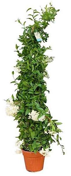 Jasminum Grandiflora, Grandiflorum, Jasmine Climber - www.FOP.ae Buy online Best and Healthy Plants and quality products guarantee in Dubai Plants Shop in Dubai Abu Dhabi all over UAE Plants near me Fresh Plants in Dubai where to buy plants in UAE - FOP.ae