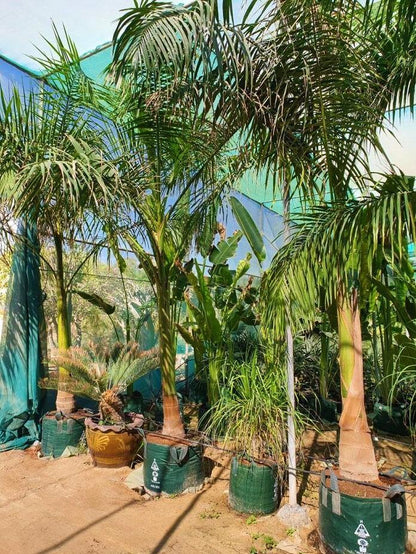 Royal Palm, Roystonia Regia - www.FOP.ae Buy online Best and Healthy Plants and quality products guarantee in Dubai Plants Shop in Dubai Abu Dhabi all over UAE Plants near me Fresh Plants in Dubai where to buy plants in UAE - FOP.ae