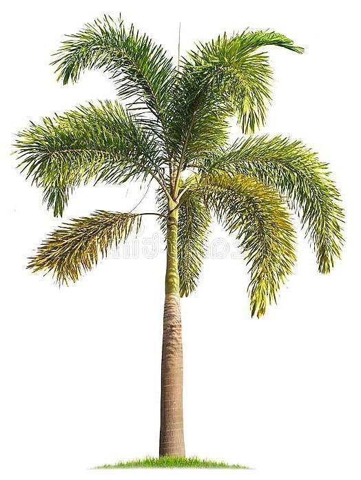 Foxtail Palm, Wodyetia Bifurcata - www.FOP.ae Buy online Best and Healthy Plants and quality products guarantee in Dubai Plants Shop in Dubai Abu Dhabi all over UAE Plants near me Fresh Plants in Dubai where to buy plants in UAE - FOP.ae