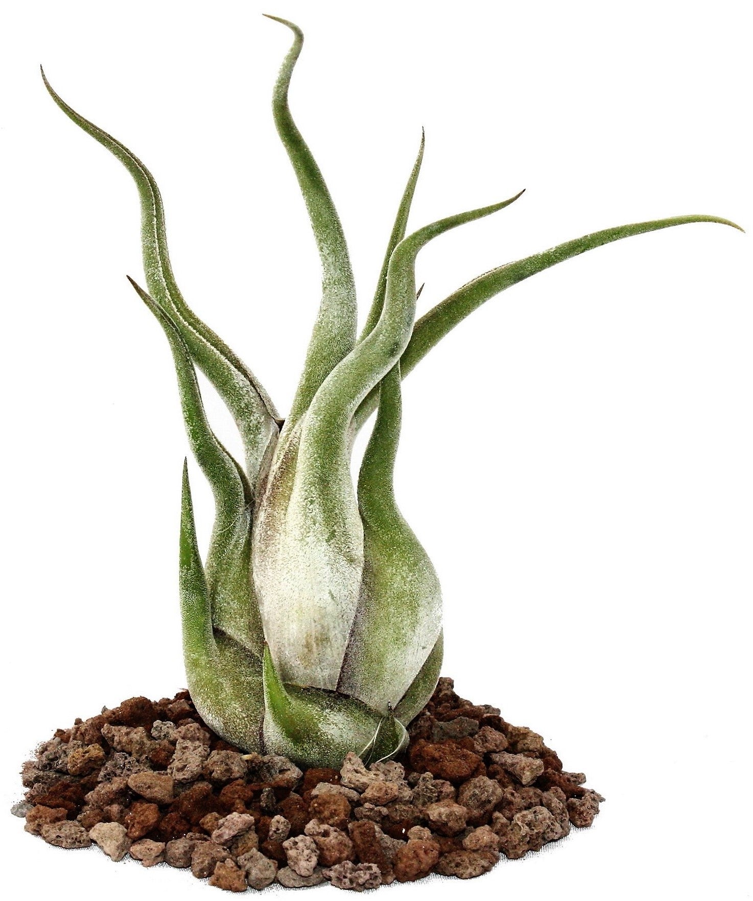 Tillandsia Caput-Medusae - www.FOP.ae Buy online Best and Healthy Plants and quality products guarantee in Dubai Plants Shop in Dubai Abu Dhabi all over UAE Plants near me Fresh Plants in Dubai where to buy plants in UAE - FOP.ae