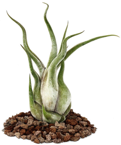 Tillandsia Caput-Medusae - www.FOP.ae Buy online Best and Healthy Plants and quality products guarantee in Dubai Plants Shop in Dubai Abu Dhabi all over UAE Plants near me Fresh Plants in Dubai where to buy plants in UAE - FOP.ae
