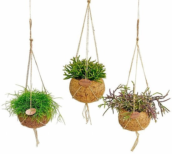 Rhipsalis mix - www.FOP.ae Buy online Best and Healthy Plants and quality products guarantee in Dubai Plants Shop in Dubai Abu Dhabi all over UAE Plants near me Fresh Plants in Dubai where to buy plants in UAE - FOP.ae