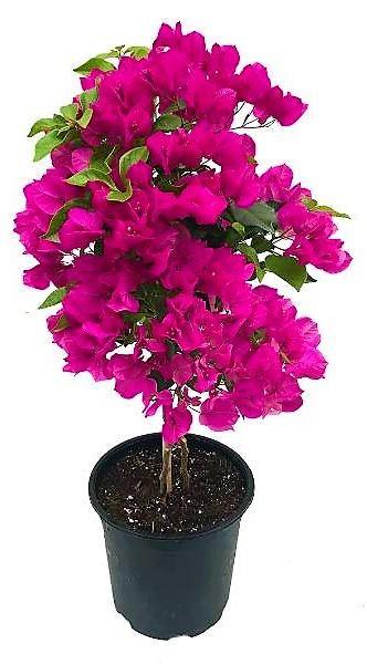 Bougainvillea Spectabilis Pink - www.FOP.ae Buy online Best and Healthy Plants and quality products guarantee in Dubai Plants Shop in Dubai Abu Dhabi all over UAE Plants near me Fresh Plants in Dubai where to buy plants in UAE - FOP.ae