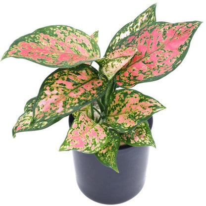  Aglaonema Red Valentine - www.FOP.ae Buy online Best and Healthy Plants and quality products guarantee in Dubai Plants Shop in Dubai Abu Dhabi all over UAE Plants near me Fresh Plants in Dubai where to buy plants in UAE - FOP.ae Agave Attenuata, 
