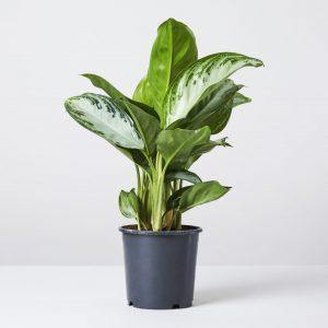 Aglaonema Pattaya Beauty - www.FOP.ae Buy online Best and Healthy Plants and quality products guarantee in Dubai Plants Shop in Dubai Abu Dhabi all over UAE Plants near me Fresh Plants in Dubai where to buy plants in UAE - FOP.ae