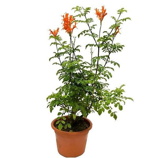 Tecomaria Capensis, Cape Honeysuckle, Red, Orange and Yellow - www.FOP.ae Buy online Best and Healthy Plants and quality products guarantee in Dubai Plants Shop in Dubai Abu Dhabi all over UAE Plants near me Fresh Plants in Dubai where to buy plants in UAE - FOP.ae