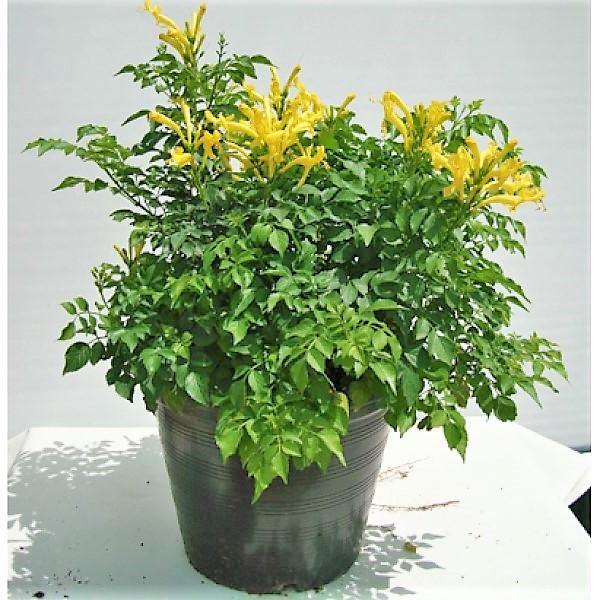 Tecomaria Capensis, Cape Honeysuckle, Red, Orange and Yellow - www.FOP.ae Buy online Best and Healthy Plants and quality products guarantee in Dubai Plants Shop in Dubai Abu Dhabi all over UAE Plants near me Fresh Plants in Dubai where to buy plants in UAE - FOP.ae