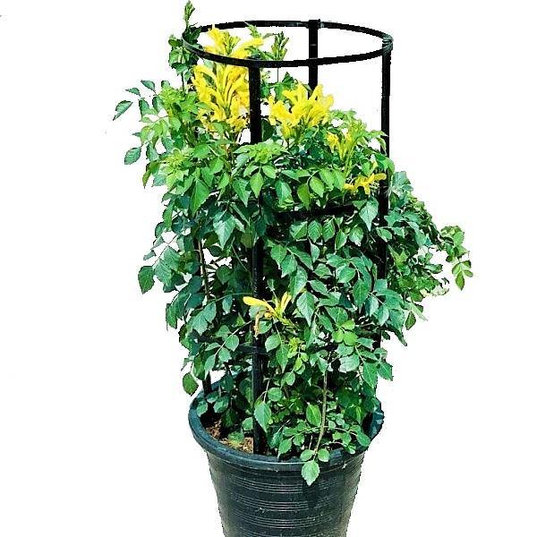 Tecomaria Capensis, Cape Honeysuckle, Red, Orange and Yellow - www.FOP.ae Buy online Best and Healthy Plants and quality products guarantee in Dubai Plants Shop in Dubai Abu Dhabi all over UAE Plants near me Fresh Plants in Dubai where to buy plants in UAE - FOP.ae