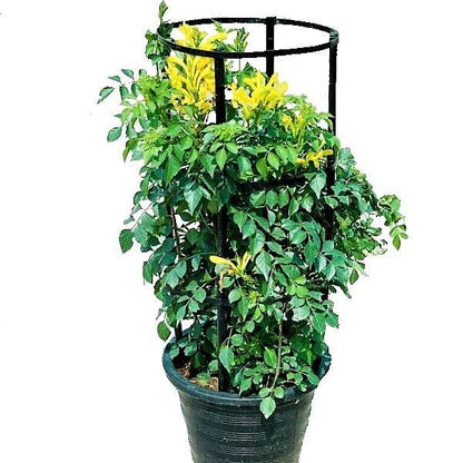 Tecomaria Capensis, Cape Honeysuckle, Red, Orange and Yellow - www.FOP.ae Buy online Best and Healthy Plants and quality products guarantee in Dubai Plants Shop in Dubai Abu Dhabi all over UAE Plants near me Fresh Plants in Dubai where to buy plants in UAE - FOP.ae