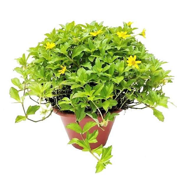 Wedelia Trilobata, Creeping Daisy or Rabbit Paw (small) - www.FOP.ae Buy online Best and Healthy Plants and quality products guarantee in Dubai Plants Shop in Dubai Abu Dhabi all over UAE Plants near me Fresh Plants in Dubai where to buy plants in UAE - FOP.ae