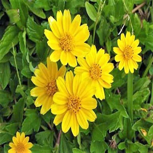 Wedelia Trilobata, Creeping Daisy or Rabbit Paw (small) - www.FOP.ae Buy online Best and Healthy Plants and quality products guarantee in Dubai Plants Shop in Dubai Abu Dhabi all over UAE Plants near me Fresh Plants in Dubai where to buy plants in UAE - FOP.ae