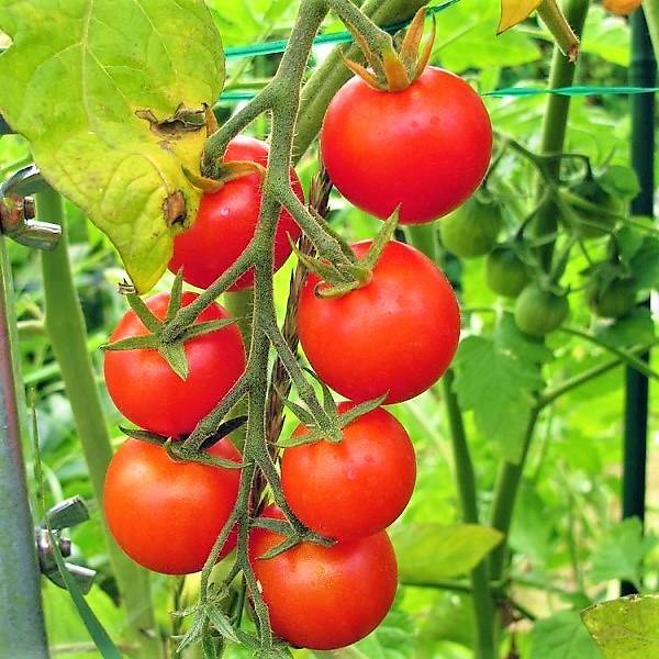 Cherry Tomato Plant - www.FOP.ae Buy online Best and Healthy Plants and quality products guarantee in Dubai Plants Shop in Dubai Abu Dhabi all over UAE Plants near me Fresh Plants in Dubai where to buy plants in UAE - FOP.ae
