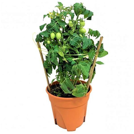 Cherry Tomato Plant - www.FOP.ae Buy online Best and Healthy Plants and quality products guarantee in Dubai Plants Shop in Dubai Abu Dhabi all over UAE Plants near me Fresh Plants in Dubai where to buy plants in UAE - FOP.ae