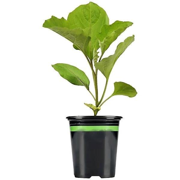 Eggplant - www.FOP.ae Buy online Best and Healthy Plants and quality products guarantee in Dubai Plants Shop in Dubai Abu Dhabi all over UAE Plants near me Fresh Plants in Dubai where to buy plants in UAE - FOP.ae