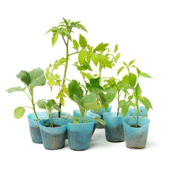 Eggplant - www.FOP.ae Buy online Best and Healthy Plants and quality products guarantee in Dubai Plants Shop in Dubai Abu Dhabi all over UAE Plants near me Fresh Plants in Dubai where to buy plants in UAE - FOP.ae