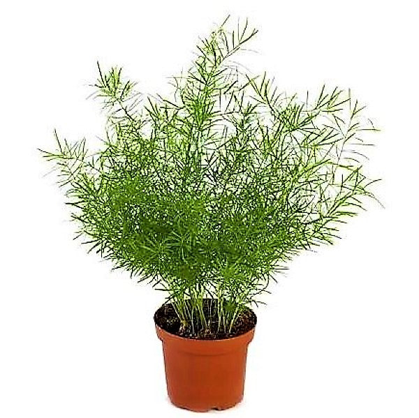 Asparagus sprengeri, Emerald feather, Emerald fern, Sprenger’s asparagus (small) - www.FOP.ae Buy online Best and Healthy Plants and quality products guarantee in Dubai Plants Shop in Dubai Abu Dhabi all over UAE Plants near me Fresh Plants in Dubai where to buy plants in UAE - FOP.ae