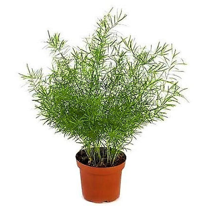 Asparagus sprengeri, Emerald feather, Emerald fern, Sprenger’s asparagus (small) - www.FOP.ae Buy online Best and Healthy Plants and quality products guarantee in Dubai Plants Shop in Dubai Abu Dhabi all over UAE Plants near me Fresh Plants in Dubai where to buy plants in UAE - FOP.ae