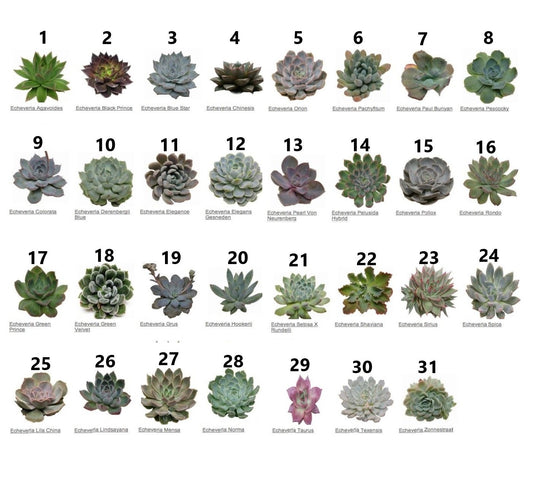 Mini succulents "Per Piece" - www.FOP.ae Buy online Best and Healthy Plants and quality products guarantee in Dubai Plants Shop in Dubai Abu Dhabi all over UAE Plants near me Fresh Plants in Dubai where to buy plants in UAE - FOP.ae