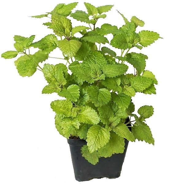 Mint Plant, Mentha - www.FOP.ae Buy online Best and Healthy Plants and quality products guarantee in Dubai Plants Shop in Dubai Abu Dhabi all over UAE Plants near me Fresh Plants in Dubai where to buy plants in UAE - FOP.ae