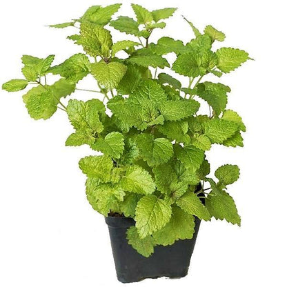 Mint Plant, Mentha - www.FOP.ae Buy online Best and Healthy Plants and quality products guarantee in Dubai Plants Shop in Dubai Abu Dhabi all over UAE Plants near me Fresh Plants in Dubai where to buy plants in UAE - FOP.ae