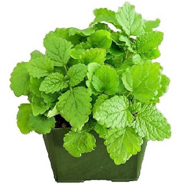 Melissa, Balm Mint - www.FOP.ae Buy online Best and Healthy Plants and quality products guarantee in Dubai Plants Shop in Dubai Abu Dhabi all over UAE Plants near me Fresh Plants in Dubai where to buy plants in UAE - FOP.ae