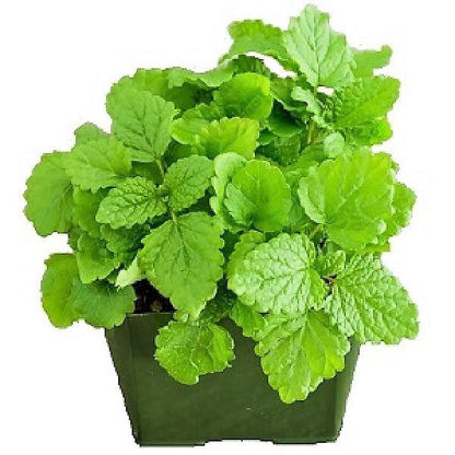 Melissa, Balm Mint - www.FOP.ae Buy online Best and Healthy Plants and quality products guarantee in Dubai Plants Shop in Dubai Abu Dhabi all over UAE Plants near me Fresh Plants in Dubai where to buy plants in UAE - FOP.ae