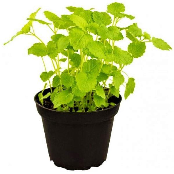Mint Plant, Mentha - www.FOP.ae Buy online Best and Healthy Plants and quality products guarantee in Dubai Plants Shop in Dubai Abu Dhabi all over UAE Plants near me Fresh Plants in Dubai where to buy plants in UAE - FOP.ae