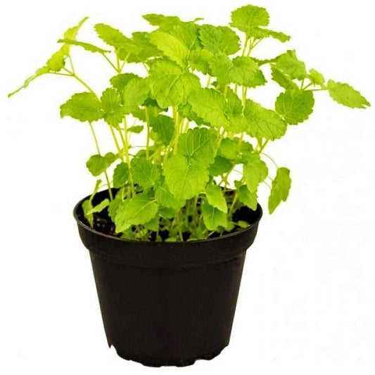 Mint Plant, Mentha - www.FOP.ae Buy online Best and Healthy Plants and quality products guarantee in Dubai Plants Shop in Dubai Abu Dhabi all over UAE Plants near me Fresh Plants in Dubai where to buy plants in UAE - FOP.ae
