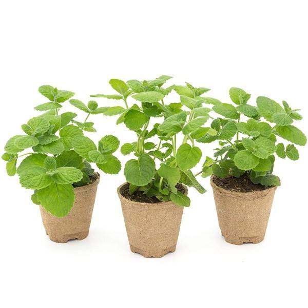Mint Plant, Mentha - www.FOP.ae Buy online Best and Healthy Plants and quality products guarantee in Dubai Plants Shop in Dubai Abu Dhabi all over UAE Plants near me Fresh Plants in Dubai where to buy plants in UAE - FOP.ae