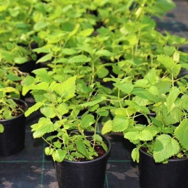 Mint Plant, Mentha - www.FOP.ae Buy online Best and Healthy Plants and quality products guarantee in Dubai Plants Shop in Dubai Abu Dhabi all over UAE Plants near me Fresh Plants in Dubai where to buy plants in UAE - FOP.ae