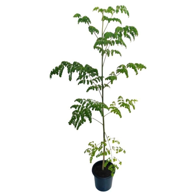 Moringa Oleifera, Drum Stick - www.FOP.ae Buy online Best and Healthy Plants and quality products guarantee in Dubai Plants Shop in Dubai Abu Dhabi all over UAE Plants near me Fresh Plants in Dubai where to buy plants in UAE - FOP.ae