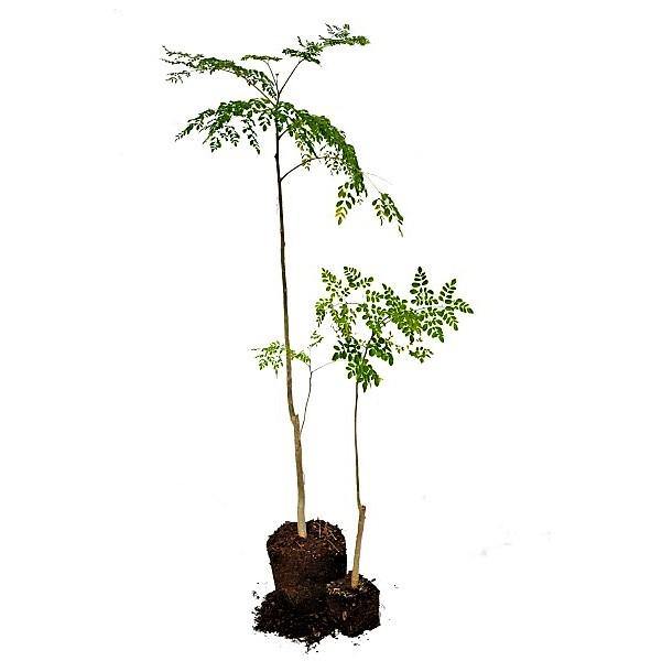 Moringa Oleifera, Drum Stick - www.FOP.ae Buy online Best and Healthy Plants and quality products guarantee in Dubai Plants Shop in Dubai Abu Dhabi all over UAE Plants near me Fresh Plants in Dubai where to buy plants in UAE - FOP.ae