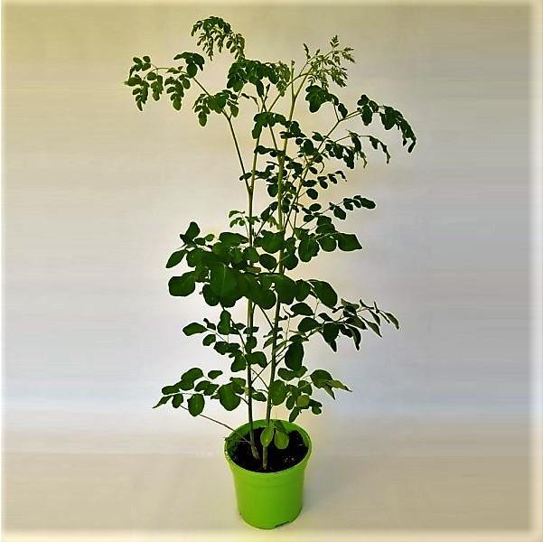 Moringa Oleifera, Drum Stick - www.FOP.ae Buy online Best and Healthy Plants and quality products guarantee in Dubai Plants Shop in Dubai Abu Dhabi all over UAE Plants near me Fresh Plants in Dubai where to buy plants in UAE - FOP.ae