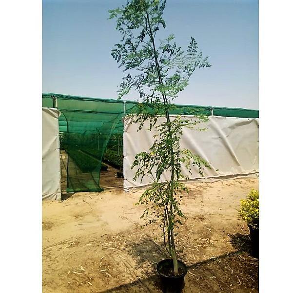 Moringa Oleifera, Drum Stick - www.FOP.ae Buy online Best and Healthy Plants and quality products guarantee in Dubai Plants Shop in Dubai Abu Dhabi all over UAE Plants near me Fresh Plants in Dubai where to buy plants in UAE - FOP.ae