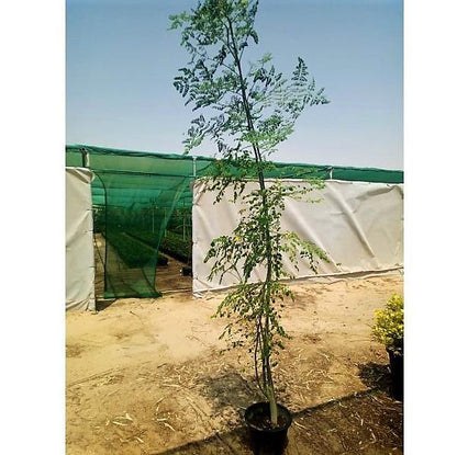 Moringa Oleifera, Drum Stick - www.FOP.ae Buy online Best and Healthy Plants and quality products guarantee in Dubai Plants Shop in Dubai Abu Dhabi all over UAE Plants near me Fresh Plants in Dubai where to buy plants in UAE - FOP.ae