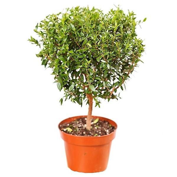 ‎Myrtle, Myrtus Communis - www.FOP.ae Buy online Best and Healthy Plants and quality products guarantee in Dubai Plants Shop in Dubai Abu Dhabi all over UAE Plants near me Fresh Plants in Dubai where to buy plants in UAE - FOP.ae