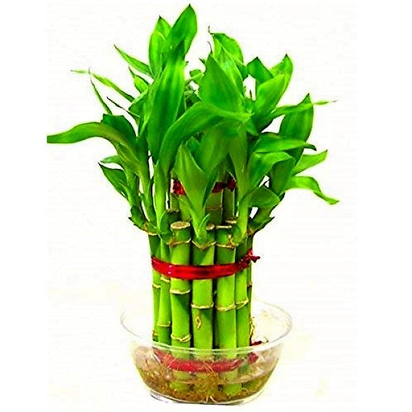 Lucky Bamboo Steps, Dracaena Sanderiana - www.FOP.ae Buy online Best and Healthy Plants and quality products guarantee in Dubai Plants Shop in Dubai Abu Dhabi all over UAE Plants near me Fresh Plants in Dubai where to buy plants in UAE - FOP.ae