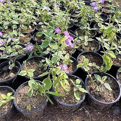 Asystasia Gangetica, Chinese Violet - www.FOP.ae Buy online Best and Healthy Plants and quality products guarantee in Dubai Plants Shop in Dubai Abu Dhabi all over UAE Plants near me Fresh Plants in Dubai where to buy plants in UAE - FOP.ae