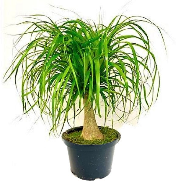 Beaucarnea Recurvata, Elephant-Foot Tree - www.FOP.ae Buy online Best and Healthy Plants and quality products guarantee in Dubai Plants Shop in Dubai Abu Dhabi all over UAE Plants near me Fresh Plants in Dubai where to buy plants in UAE - FOP.ae