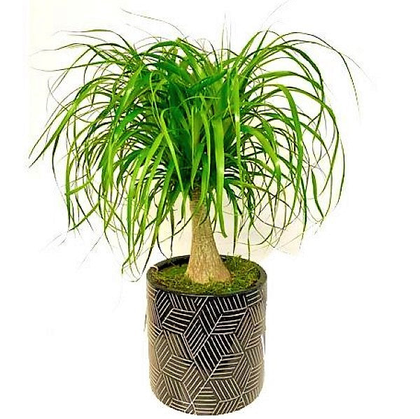 Beaucarnea Recurvata, Elephant-Foot Tree - www.FOP.ae Buy online Best and Healthy Plants and quality products guarantee in Dubai Plants Shop in Dubai Abu Dhabi all over UAE Plants near me Fresh Plants in Dubai where to buy plants in UAE - FOP.ae