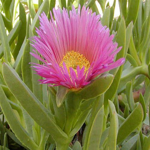 Carpobrotus Edulis, Ice Plant (small) - www.FOP.ae Buy online Best and Healthy Plants and quality products guarantee in Dubai Plants Shop in Dubai Abu Dhabi all over UAE Plants near me Fresh Plants in Dubai where to buy plants in UAE - FOP.ae