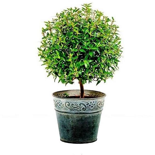 ‎Myrtle, Myrtus Communis - www.FOP.ae Buy online Best and Healthy Plants and quality products guarantee in Dubai Plants Shop in Dubai Abu Dhabi all over UAE Plants near me Fresh Plants in Dubai where to buy plants in UAE - FOP.ae